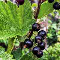 Organic BLACKCURRANT LEAF | Ribes nigrum , Loose Tea , Loose Dried Herbs , Dried Loose Herb | Blackcurrant Leaf Tea | Herbal Tea | Herba