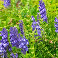 Organic SKULLCAP ROOT | Scutellaria Baicalensis | Skullcap Root Tea | Herbal Tea | Herba | Tea | Organic Roo | Dried Root | Organic Herbs