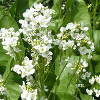 Organic HORSERADISH ROOT | armoracia rusticana | horseradish root tea | herbal tea | dried root | organic root | herba | tea | organic herbs