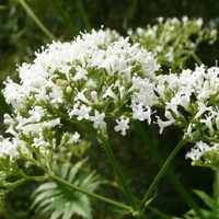 Organic MEADOWSWEET ROOT | Filipendula Ulmaria | Meadowsweet Tea | Herbal Tea | Dried Root | Organic Root | Organic Herbs | Herba