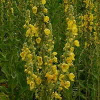 Organic MULLEIN FLOWER | verbascum thapsus | mullein tea | dried flower | organic flower | herbal tea | organic herbs | herba | tea