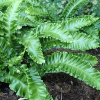 Organic HART'S TONGUE LEAF | asplenium scolopendrium | hart's tongue fern leaf | harts tongue tea | herbal tea | organic herbs | herba | tea