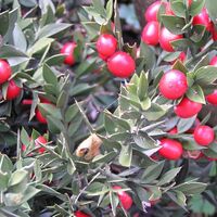 Organic butchers broom root | ruscus aculeatus | butchers broom tea | dried root | organic herbs | dried bulk herb | herba | tea