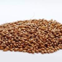 Organic sorghum seeds | sorghum vulgare | sorghum bicolor semens | i organic seeds | dried seeds | organic herbs | herba | tea