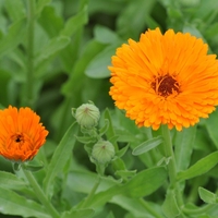 Organic CALENDULA FLOWER | Calendula Officinalis | Calendula Tea | Herbal Tea | Dried Flower | Loose Tea | Loose Dried Herbs | Herba