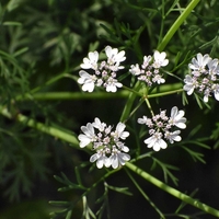 Organic coriander seeds | coriandrum sativum | semens | coriander tea | herbal tea | herba | tea | dried seeds | organic herb | spices