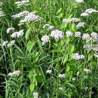 Organic VALERIAN ROOT | Valeriana Officinalis | Valerian Tea | Herbal Tea | Herba | Dried Root | Organic Root | Tea | Organic Herbs |