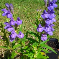 Organic SKULLCAP ROOT | Scutellaria Baicalensis | Skullcap Root Tea | Herbal Tea | Herba | Tea | Organic Roo | Dried Root | Organic Herbs