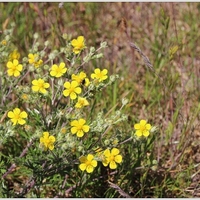 Organic SILVER CINQUEFOIL HERB | potentilla argentea | silver cinquefoil tea | herbal tea | herba | tea | organic herbs | natural herbs