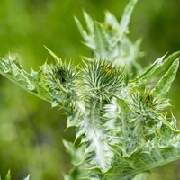 Organic MILK THISTLE SEEDS | silybum marianum | milk thistle tea | dried seeds | organic seeds | herba | tea | semens |