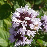 Organic PEPPERMINT LEAF | mentha piperita | peppermint tea | herbal tea | dried leaf | dried herbs | organic herbs | herba | tea