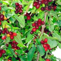 Organic DOGWOOD BERRIES | Cornus Mas Fructus | Dogwood Berries Tea | Dried Berries | Organic Fruits | Organic Herb | Herba | Fruits Tea