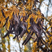 Organic carob pods powder | ceratonia siliqua | carob pods flour | vegan | st john's-bread | locust bean | caroube | johannisbrotbraum
