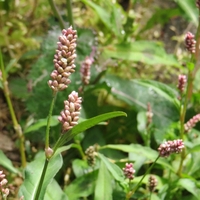 Organic WATER PEPPER HERB (Polygonum hydropiper) – Natural Anti-inflammatory & Antibacterial Remedy