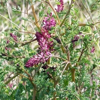 Organic FUMITORY HERB | fumaria officinalis | fumaria spp herba | common fumitory herb | fumitory tea | herbal tea | herba | tea | herbs