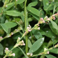 Organic KNOTGRASS HERB | polygonum aviculare | knotgrass tea | herbal tea | dried herbs | organic herbs | herba | tea