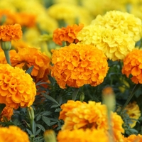 Organic MARIGOLD FLOWERS | tagetes erecta | marigold tea | dried flowers | organic herbs | dried herbs | herba | tea