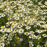 Organic CHAMOMILE FLOWER | Matricaria Chamomilla | Chamomile Tea | Herbal Tea | Dried Flower | Medicinal Herbs | Herbal Medicine | Tea