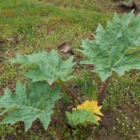 Organic RHUBARB ROOT | rheum palmatum | rhubarb root tea | herbal tea | herba | tea | dried root | organic root | organic herbs | herbalism