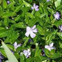 Organic PERIWINKLE HERB | vivca herbacea | periwinkle tea | herbal tea | herba | remedies | vinca major | organic herbs | dried herbs | tea
