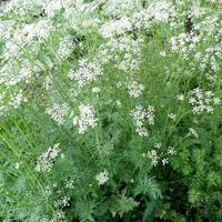 Organic Black Cumin Seed | Nigella Sativa |  Black Cumin Seeds Tea | Black Caraway | Herbal Tea | Organic Seeds | Organic Herbs | Dried Seed