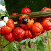 Organic Guarana Seeds | Whole Guarana Seeds | Paullinia Cupana | Guarana Fruit | Guarana Tea | Dried Fruit | Organic Fruit | Herbal Tea