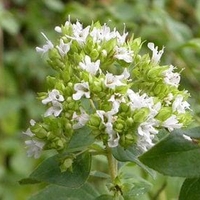 WHITE OREGANO HERB | Origanum Heracleoticum | Natural Herbal Remedy