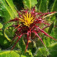 Organic BLESSED THISTLE HERB | Cnicus benedictus , Natural Herbal Tea | Thistle Tea | Herba | Tea Orgnaic Bulk Tea | Dried Bulk Tea | Herbs