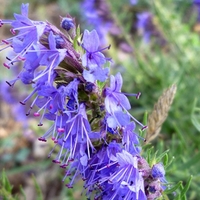 Organic HYSSOP HERB | Hyssopus Officinalis | Hyssop Tea | Herbal Tea | Herba | Tea | Medicinal Herbs | Dried Herbal Tea | Herbs | Remedies