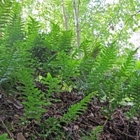 Organic common polypody root | polypodium vulgare | polypody tea | common tea | herbal tea | dried root | organic herbs | herba | tea