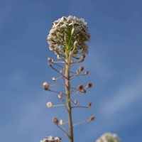 Organic SHEPHERD'S PURSE HERB | caspella bursa pastoris | shepherd's purse tea | herbal tea | dried herbs | organic herbs | herba | tea