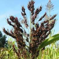 Organic SORGHUM SEEDS | Sorghum Vulgare | Sorghum Bicolor Semens | I Organic Seeds | Dried Seeds | Organic Herbs |