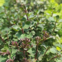 Sedum spurium 'Tricolor'