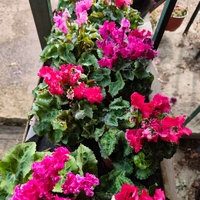 Cyclamen persicum (Стайна циклама)