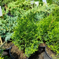 Thuja occidentalis 'Smaragd' (Туя Смарагд)