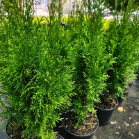 Thuja occidentalis 'Smaragd' (Туя Смарагд)