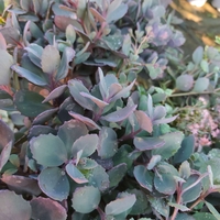 Sedum cauticola Red canyon