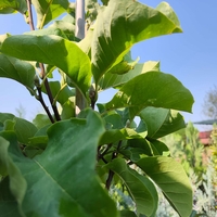 Magnolia 'Sunsation' Дървовидна