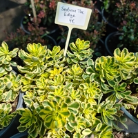Sedum 'The Edge'