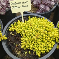 Sedum acre Yellow Queen