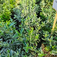 Euonymus japonicus ‘Microphyllus Albovariegatus’ (Дребнолистен бяло-пъстър японски чашкодрян)