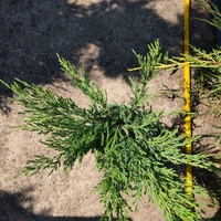Juniperus horizontalis 'Prostrata'