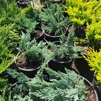 Juniperus horizontalis 'Prince of Wales'