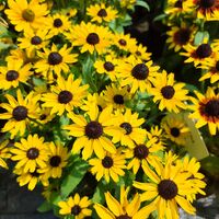 Rudbeckia fulgida (Рудбекия)