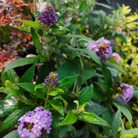 Buddleja mini (Компактна будлея)