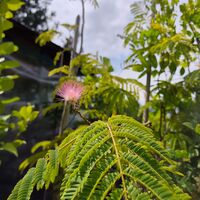 Albizia julibrissin (Албиция, Копринено дърво)