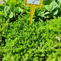 Sedum sexangulare (Шестореден седум)