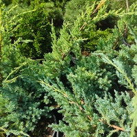 Juniperus squamata Blue Carpet
