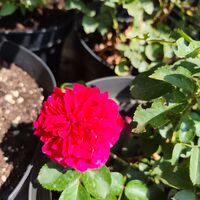 Rosa (Храстовидна роза) МИКС