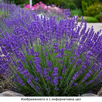 Lavandula × intermedia 'Sensational'